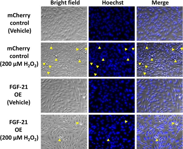 Figure 4.