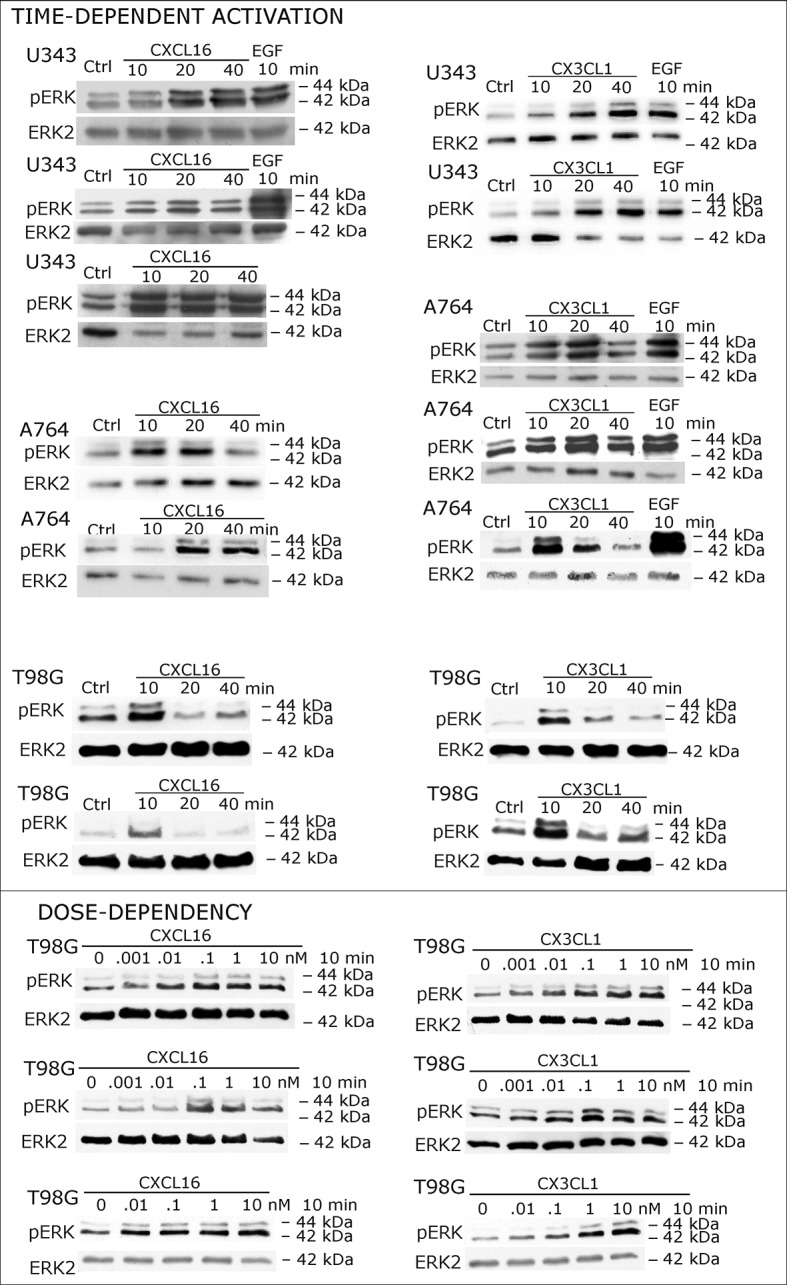 Figure 2—figure supplement 1.