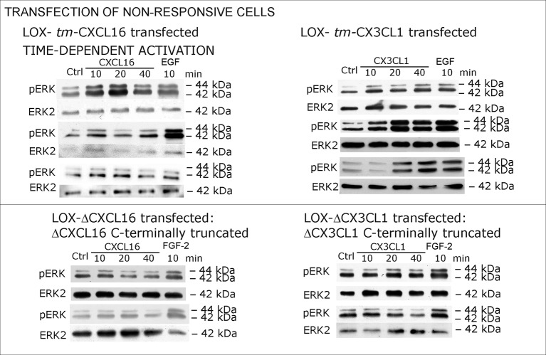 Figure 6—figure supplement 1.