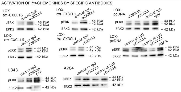 Figure 9—figure supplement 1.