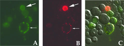 FIG. 7.