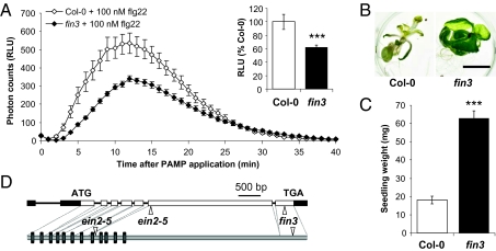 Direct transcriptional control of the Arabidopsis immune receptor FLS2 ...