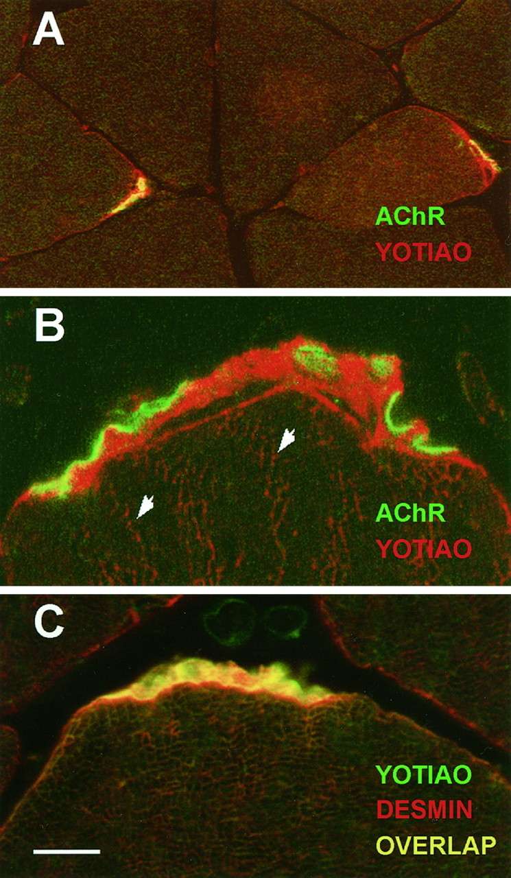 Fig. 8.