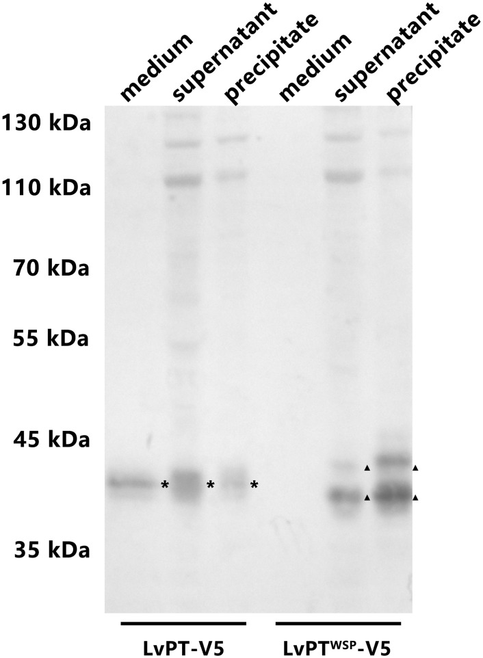 Fig 9