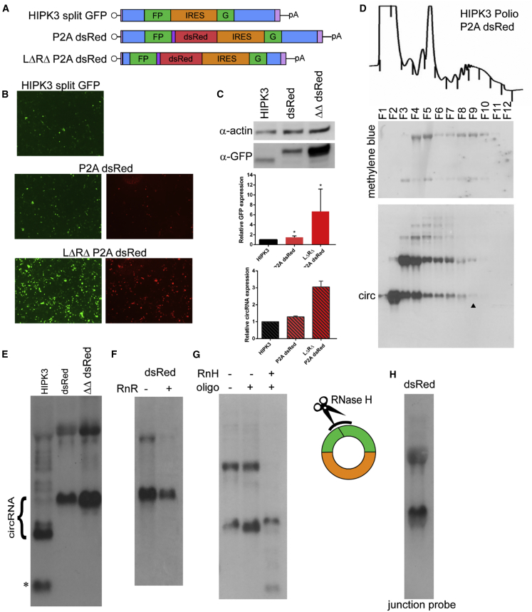 Figure 4