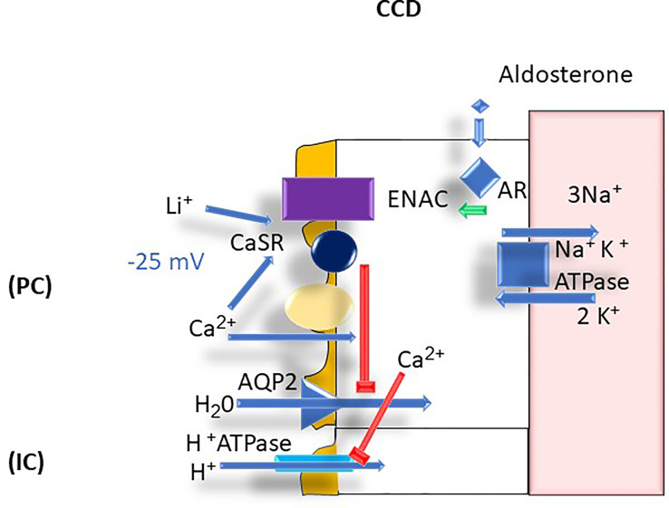 Figure 7