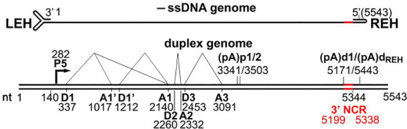 Figure 1