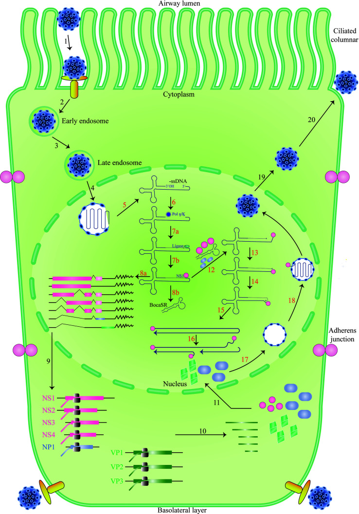 Figure 2