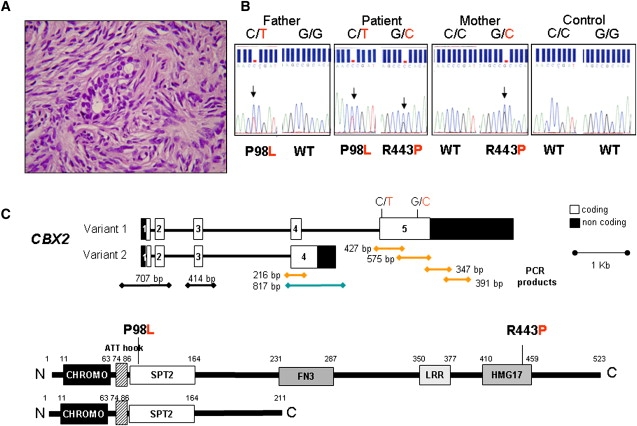 Figure 1