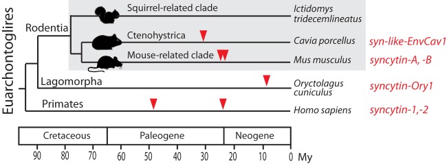 FIG 1