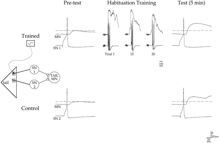 Fig. 8.