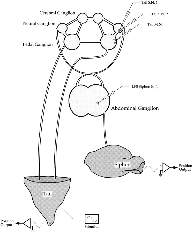 Fig. 1.