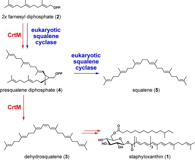 Scheme 1