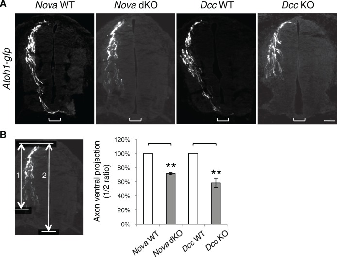 Figure 1—figure supplement 2.