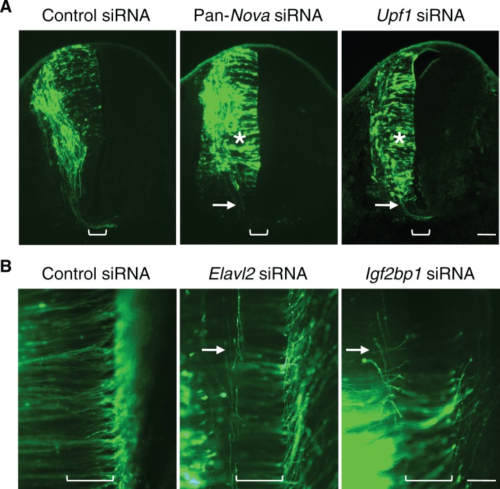 Figure 1—figure supplement 1.