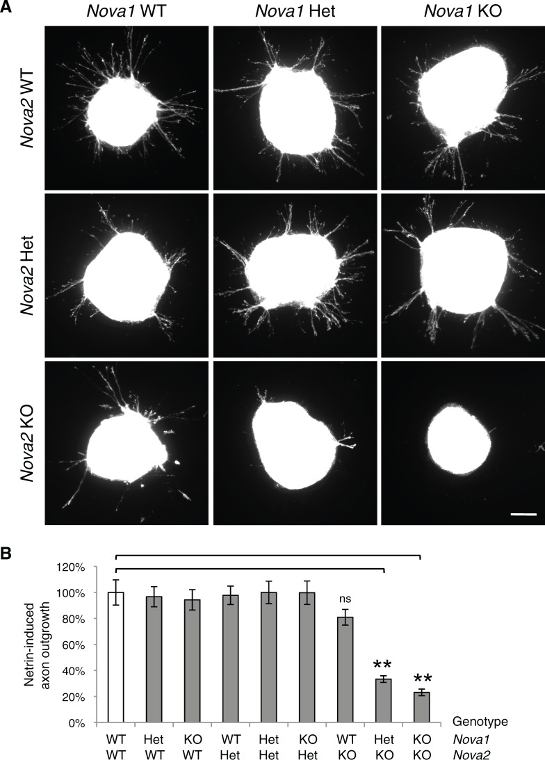 Figure 5—figure supplement 1.