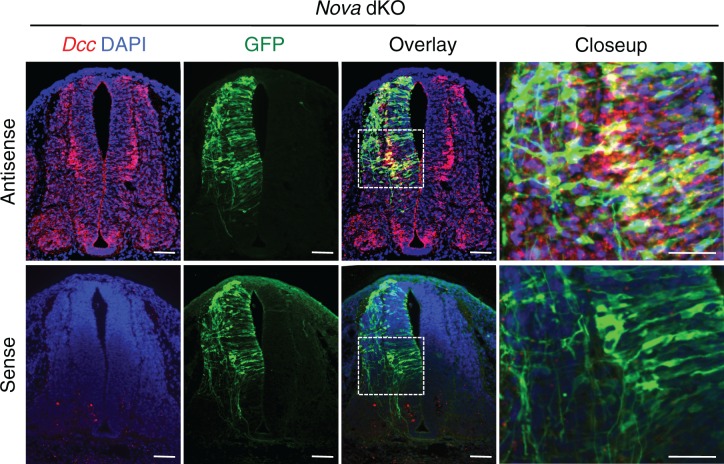 Figure 2—figure supplement 1.