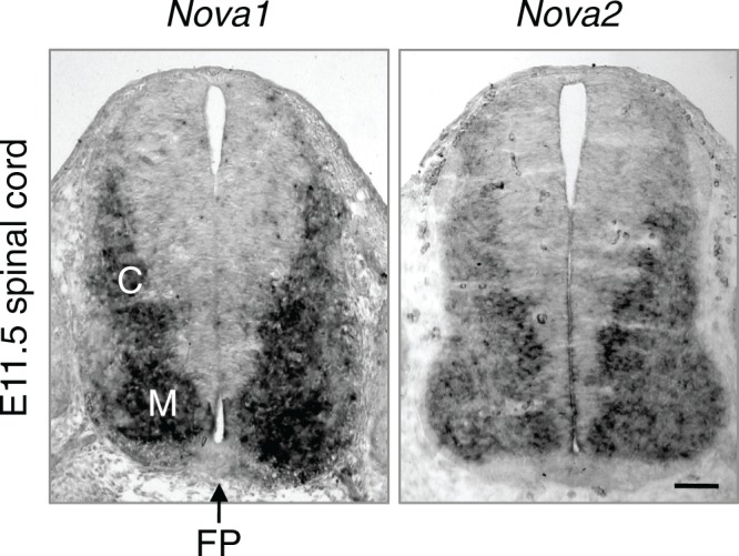 Figure 7—figure supplement 1.