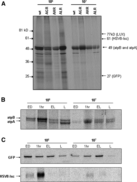 Fig. 6