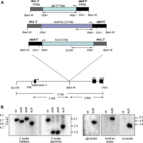 Fig. 1