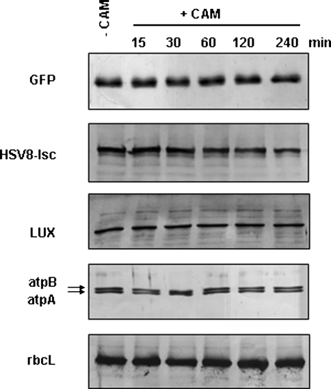 Fig. 3