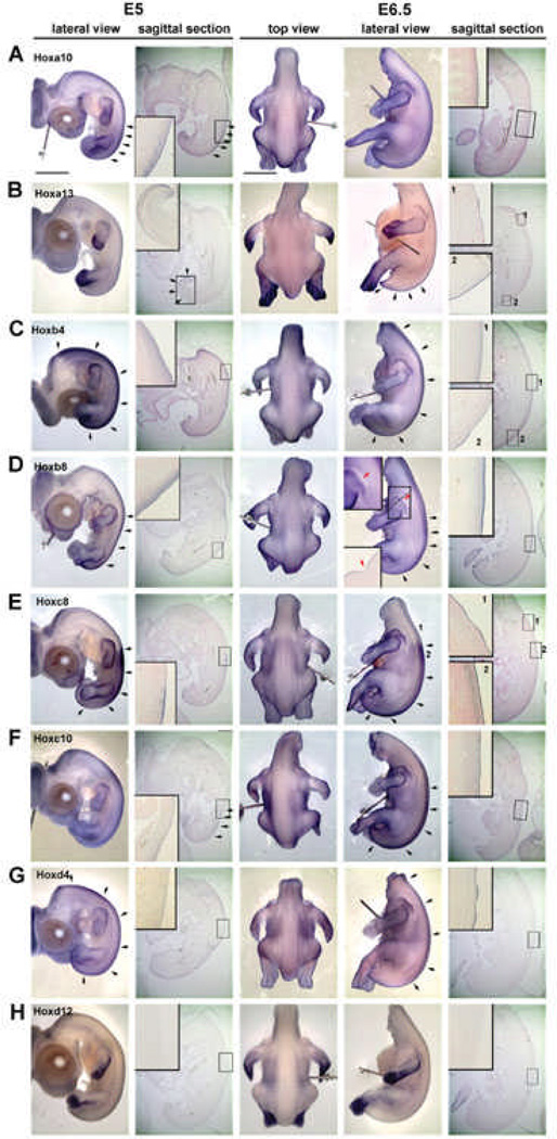 Fig. 5