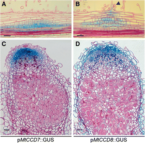 Fig. 7