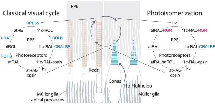 Figure 11.