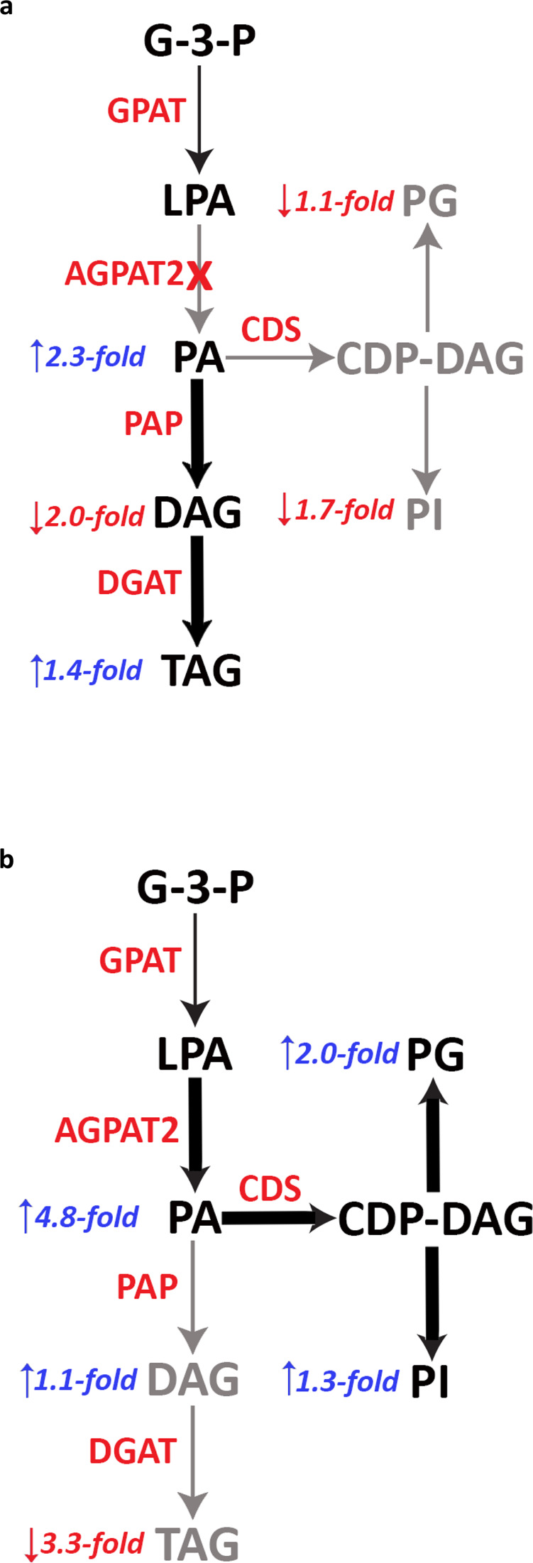 Fig. 6