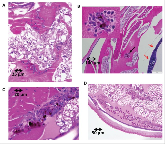 Figure 6.