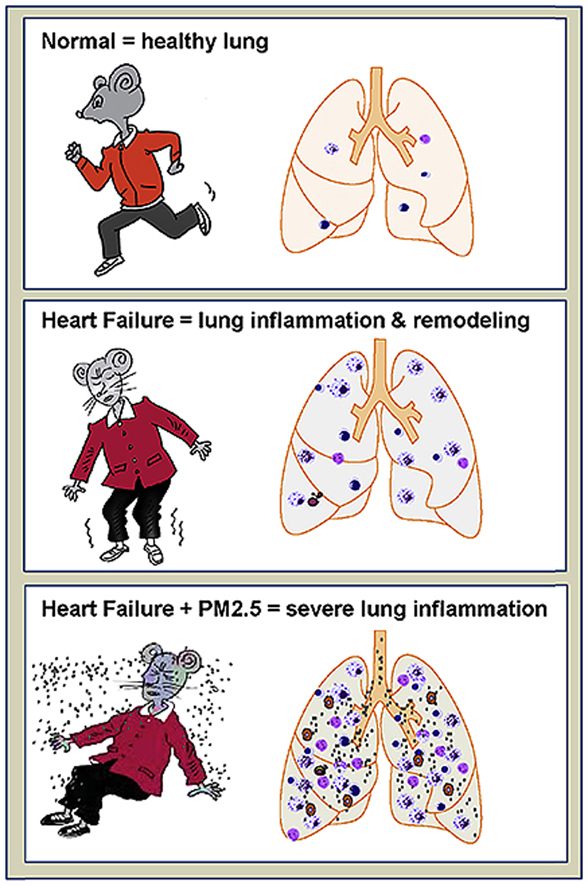 Short term Pm2.5 exposure caused a robust lung inflammation, vascular ...