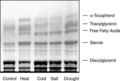 Fig 1.