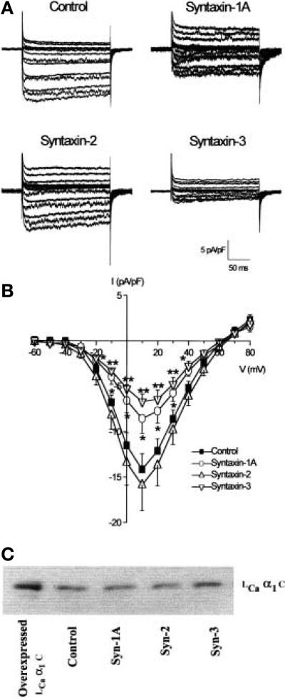 Fig. 4 (A–C)