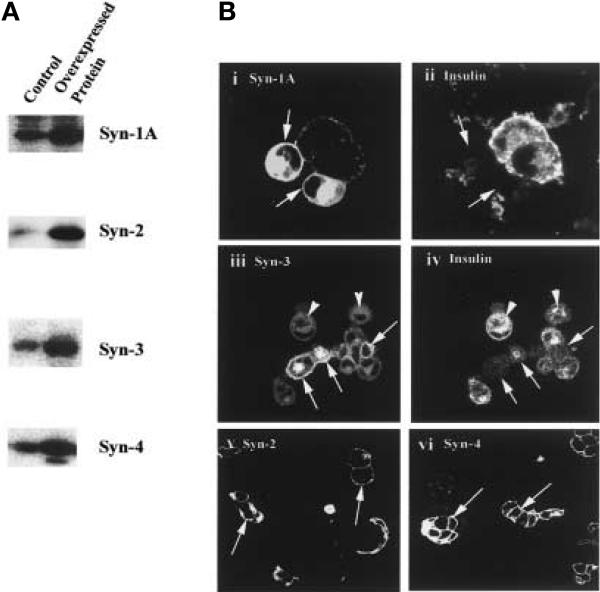 Fig. 1 (A, B)