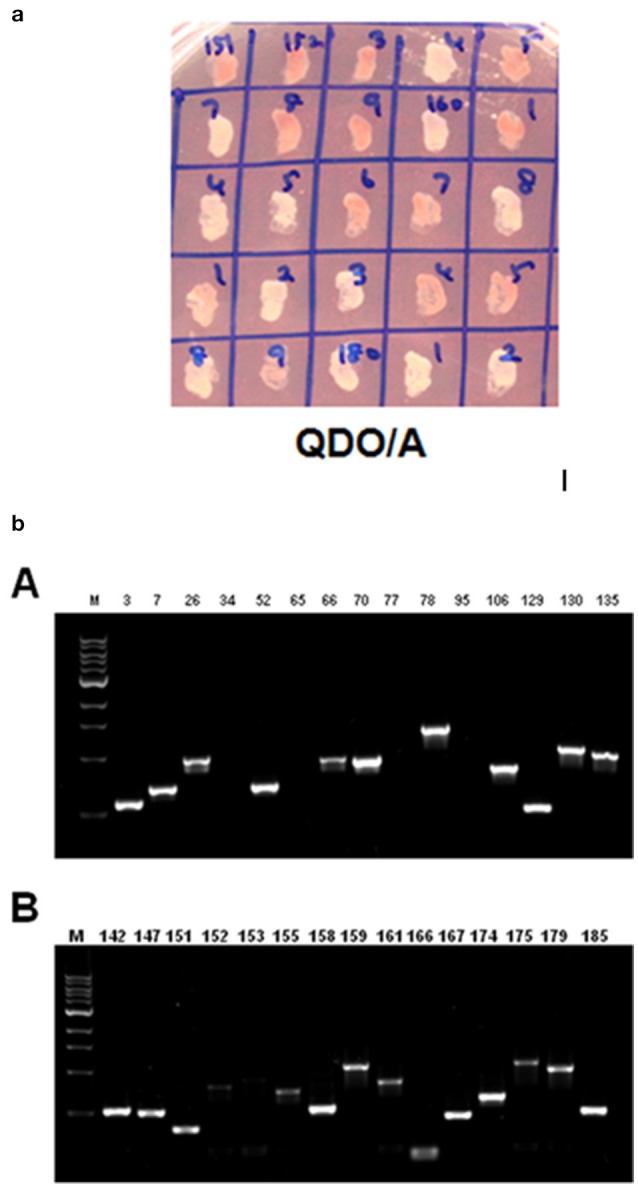 Figure 7