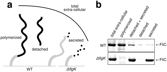 Figure 1—figure supplement 1.