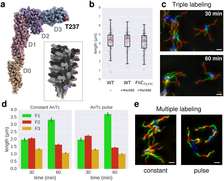 Figure 2—figure supplement 1.