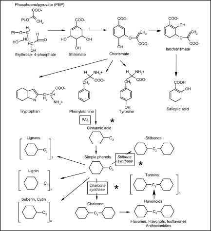 Scheme 1.