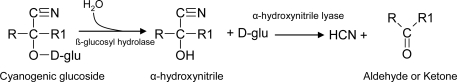 Scheme 5.