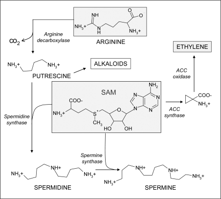 Scheme 8.