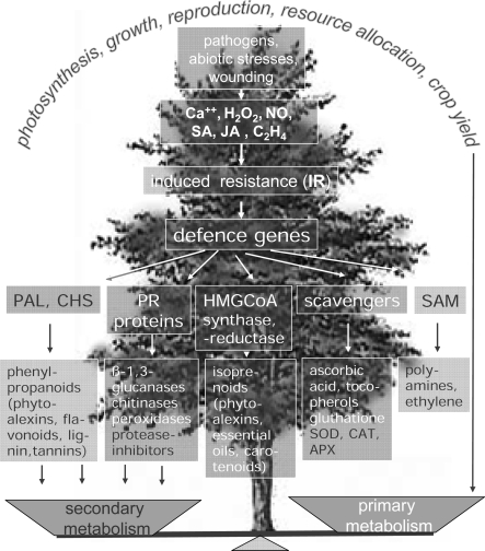 Figure 5.