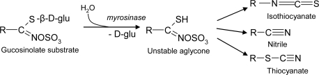 Scheme 6.