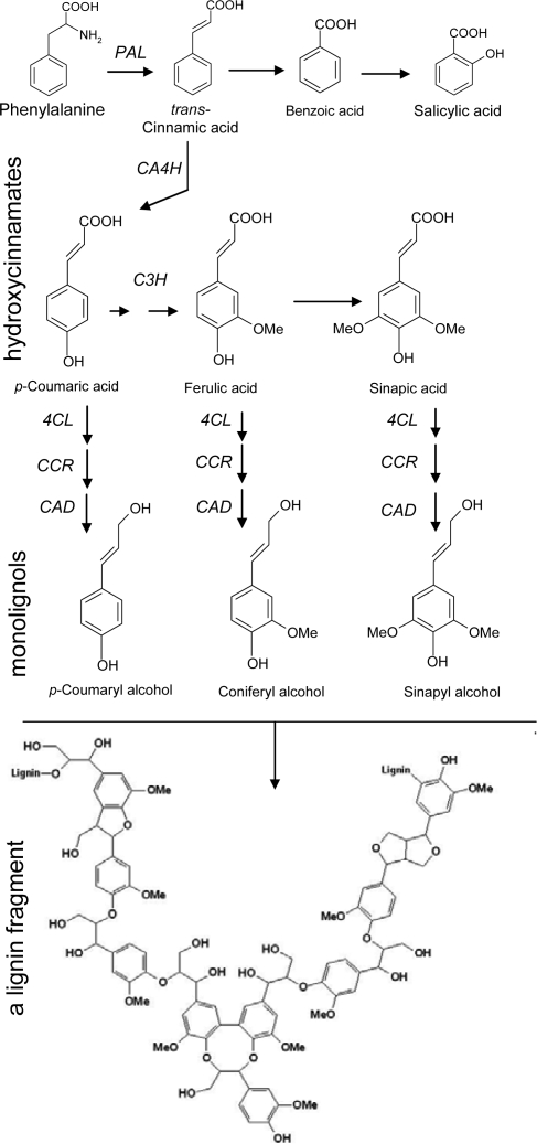 Scheme 2.