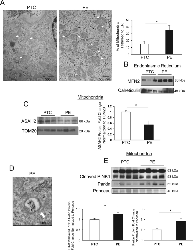 Fig. 8