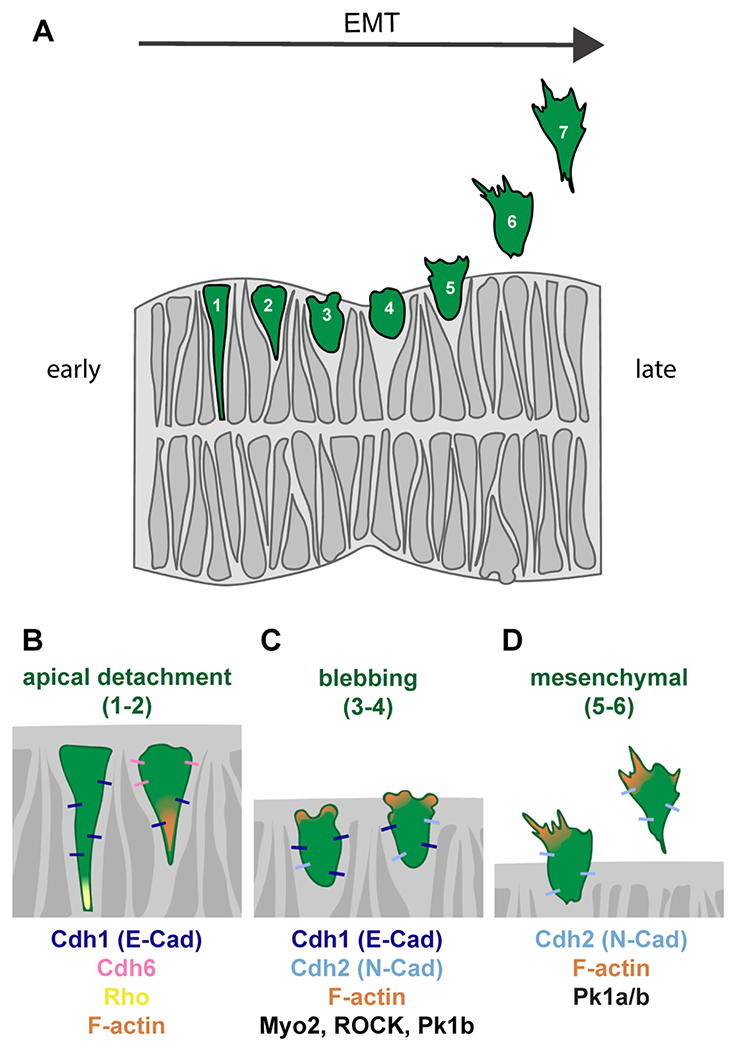 Fig. 3: