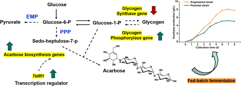 Enhancement of acarbose production by genetic engineering and fed-batch ...