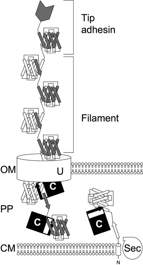 FIG. 1.