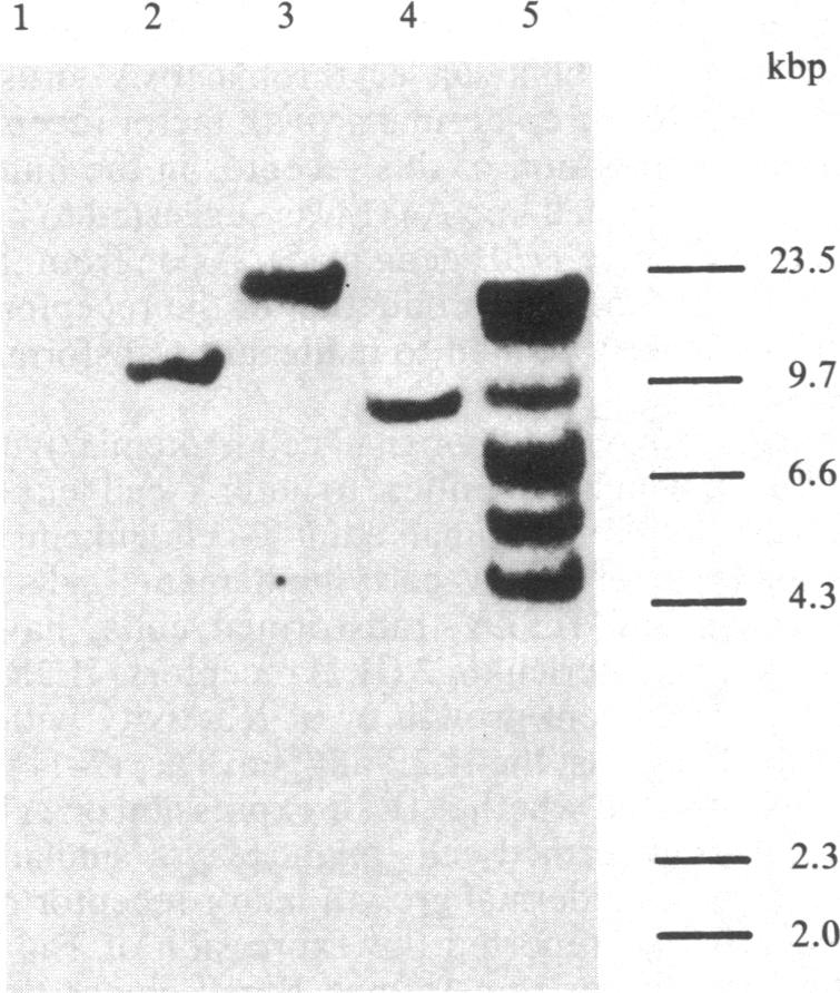 graphic file with name pnas00624-0181-a.jpg