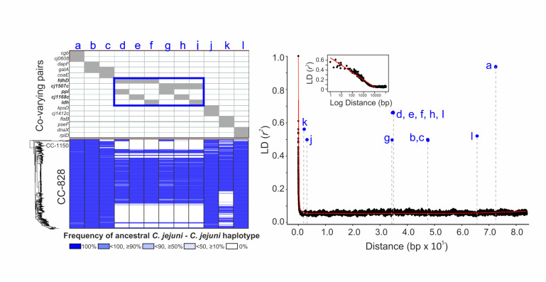 Covarying pairs and C C 828 versus frequency of ancestral C. jejuni—C. jejuni haplotype with mostly at 100 percent and LD versus distance with log scale in a decreasing trend are in graphs.