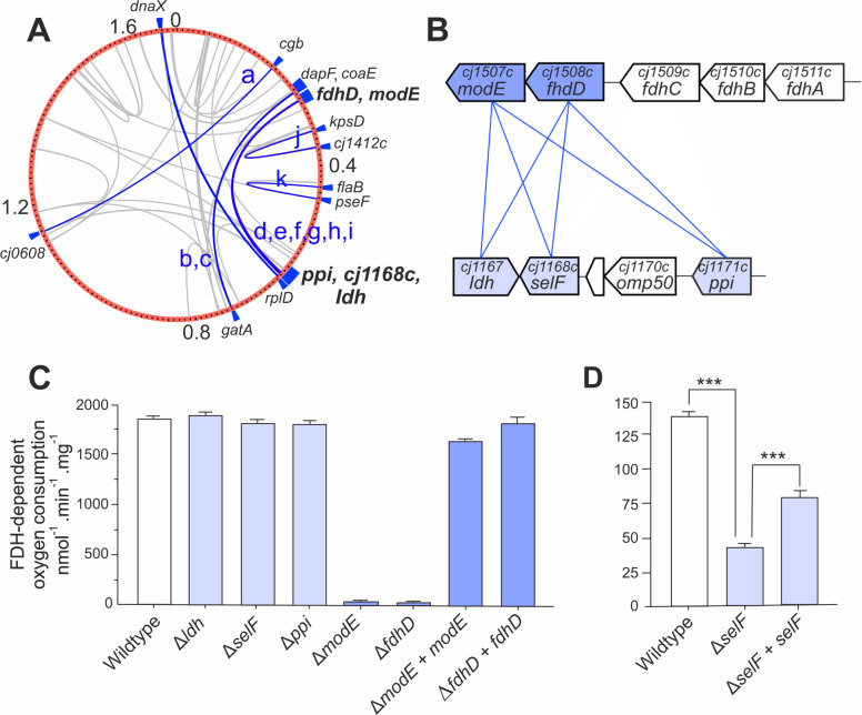 Mapping of covarying SNPS; schematic of gene organization; and functional impact of the introgressed genes on FDH activity are in respective illustrations.